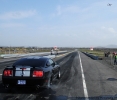 Mustangs in Iceland