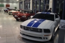 Mustangs in Iceland