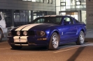Mustangs in Iceland