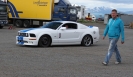 Mustangs in Iceland