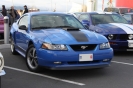 Mustangs in Iceland