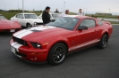 Mustangs in Iceland