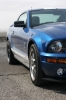 Mustangs in Iceland