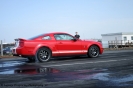 Mustangs in Iceland