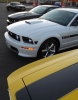 Mustangs in Iceland